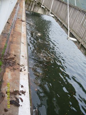 Pumpbetrieb
Wasser kann doch bergauf fließen, mussten wir feststellen
